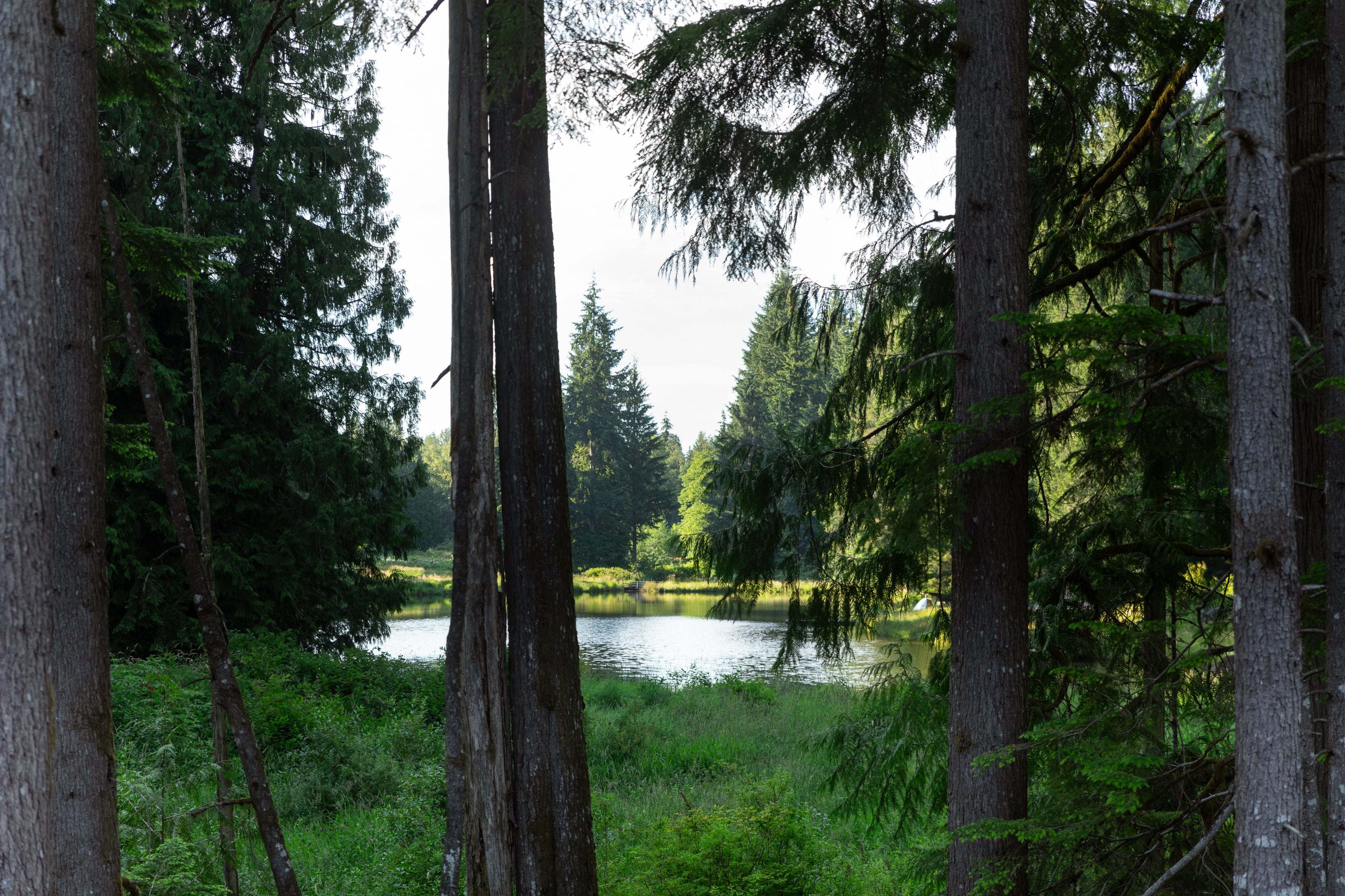 Caledon Estates Lake View Through the Trees
