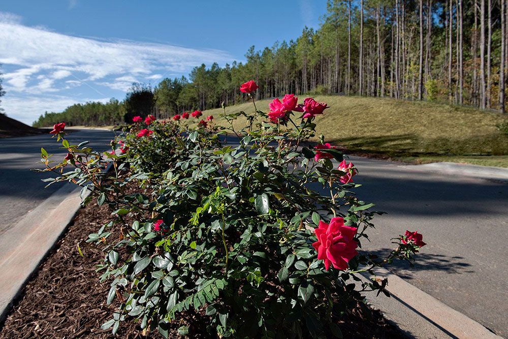 Bridgeberry Roses