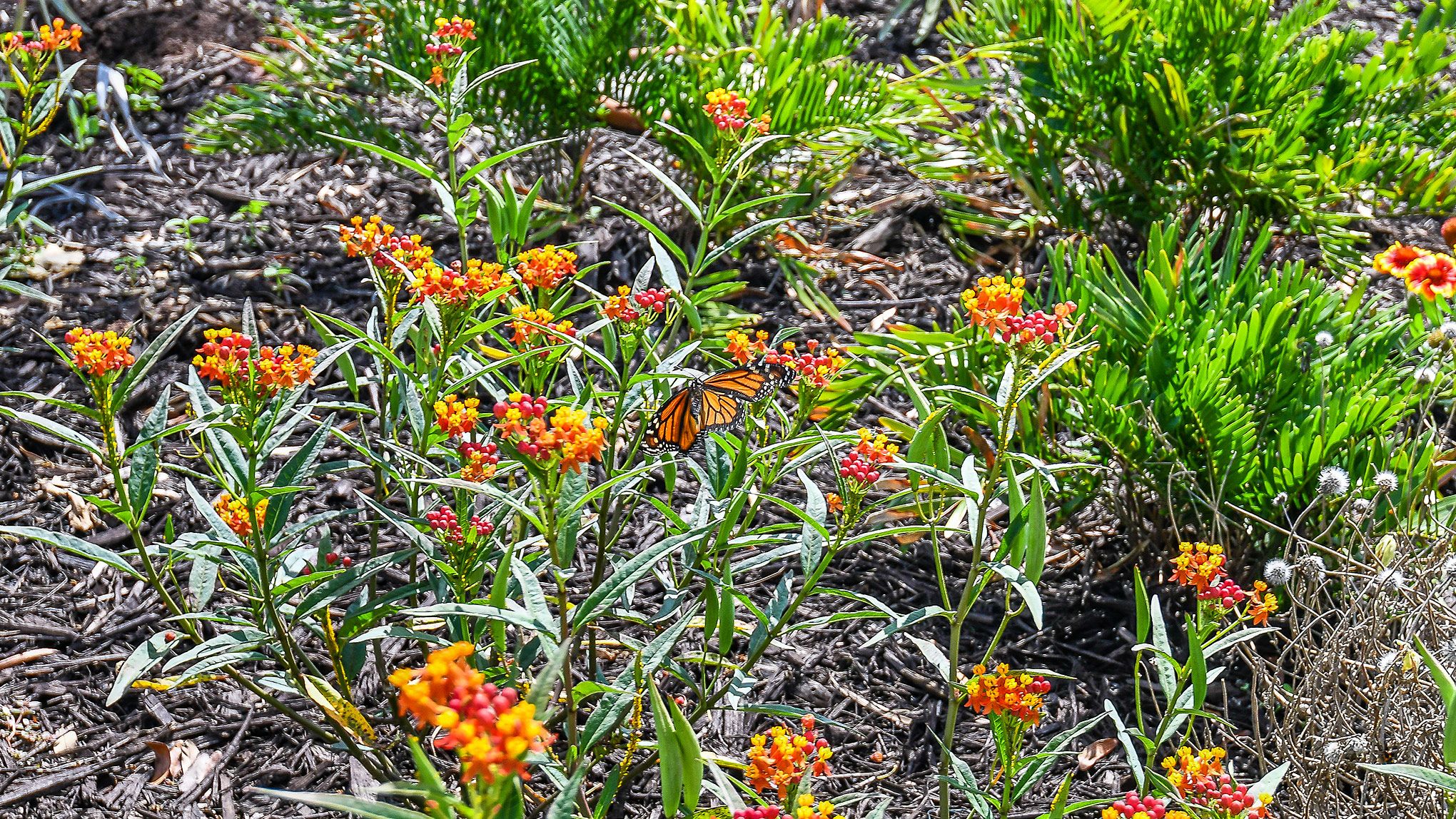 _Esp-at-Azario-at-LWR-Butterfly-Garden-5002-16x9