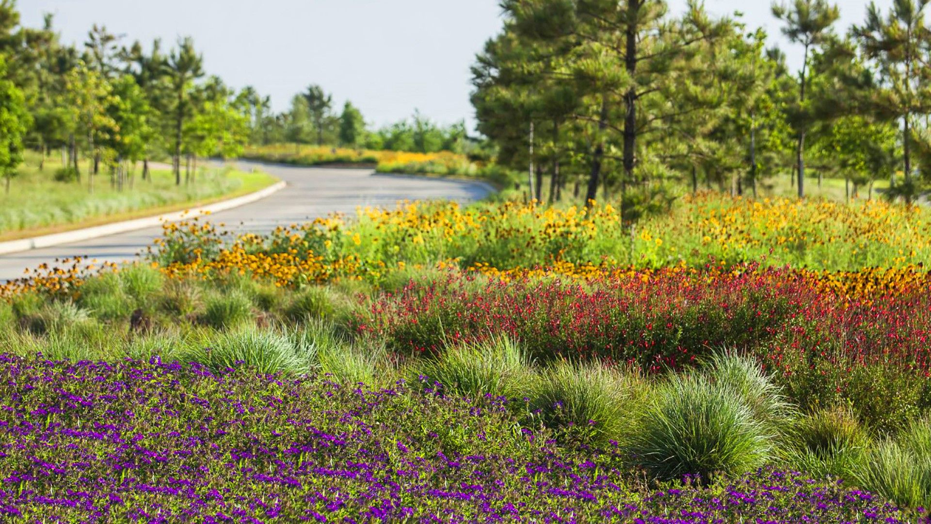 CCR Roadside Flowers