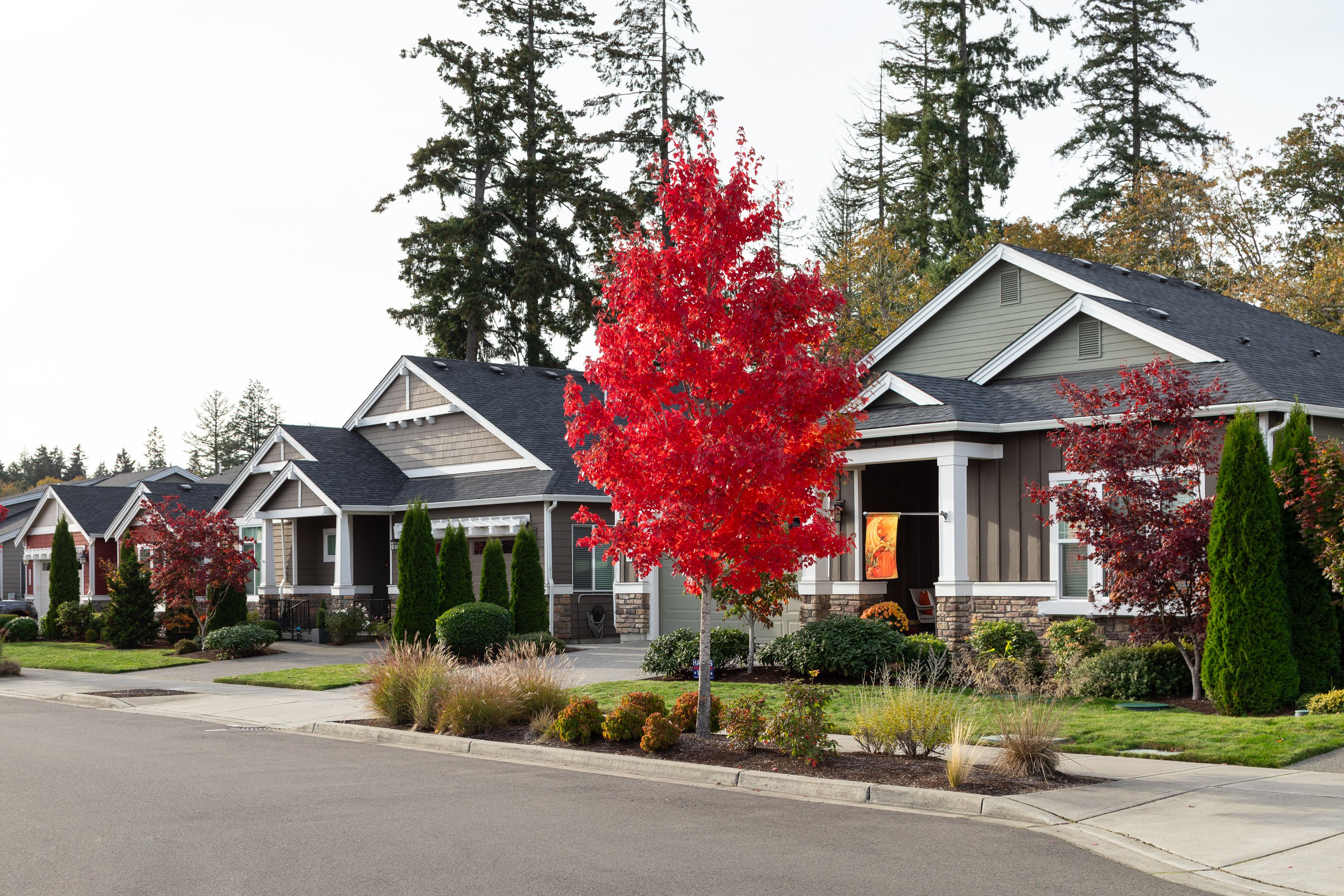 Ovation at Oak Tree Streetscape Fall Colors 4