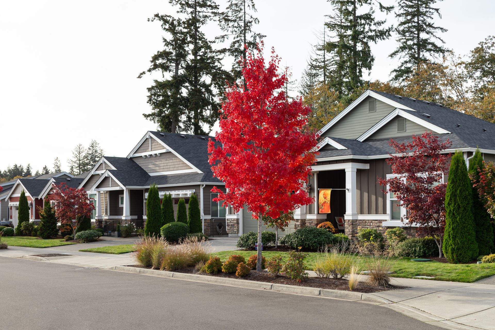 Ovation at Oak Tree Streetscape Fall Colors 4