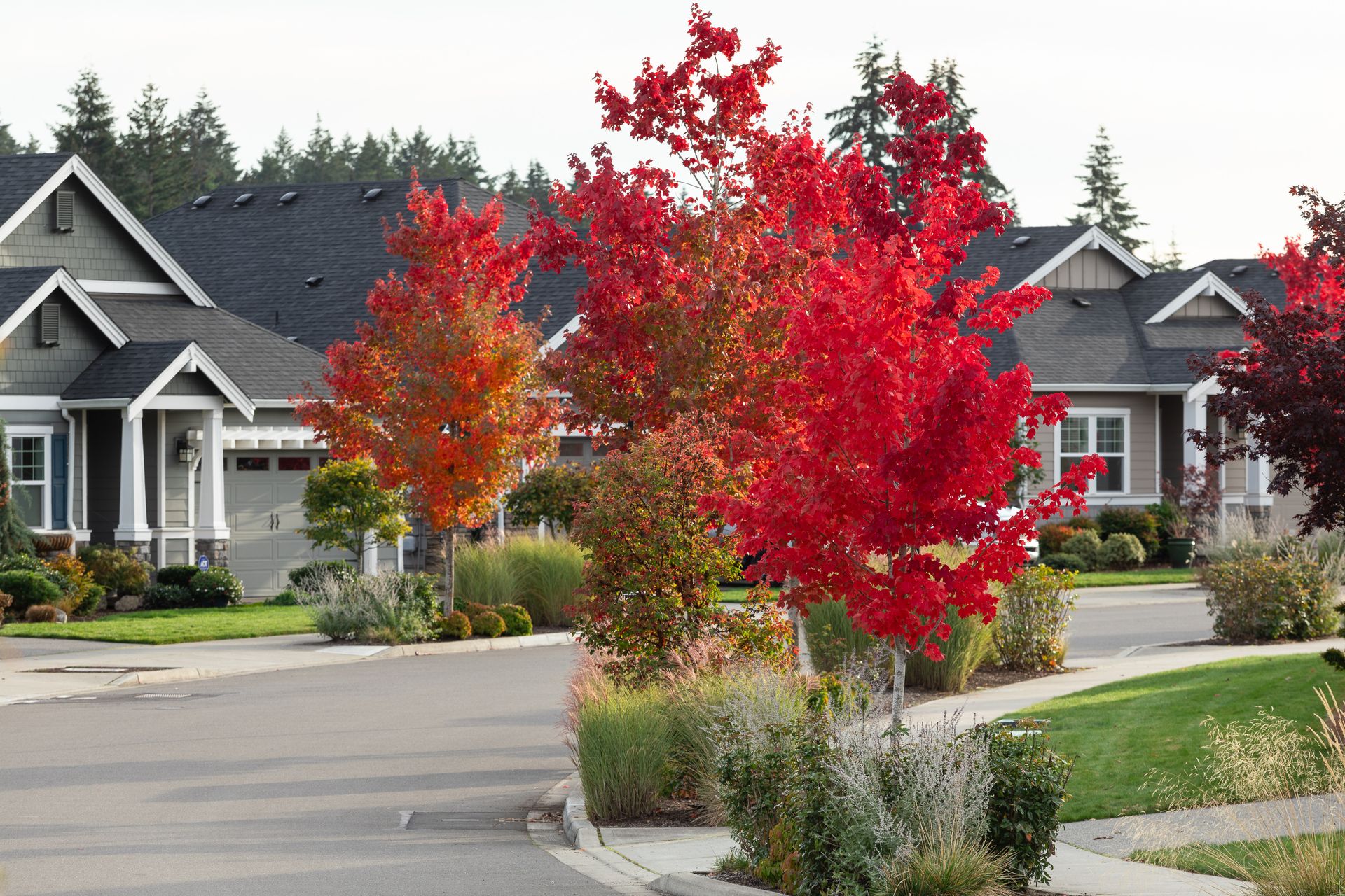Ovation at Oak Tree Streetscape Fall Colors 5