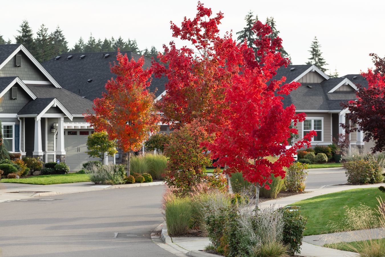 Ovation at Oak Tree Streetscape Fall Colors 5
