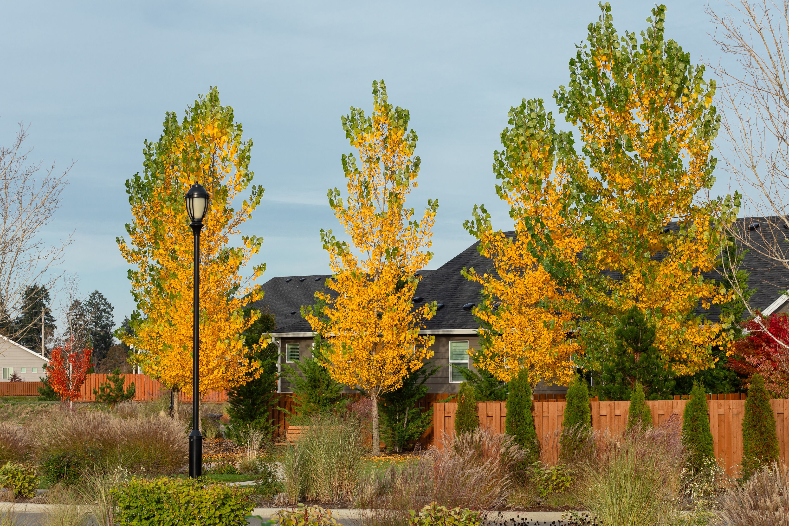 Ovation at Oak Tree Streetscape Fall Colors...