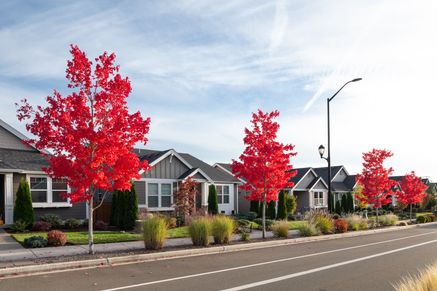 Ovation at Oak Tree Streetscapes Fall Colors 6