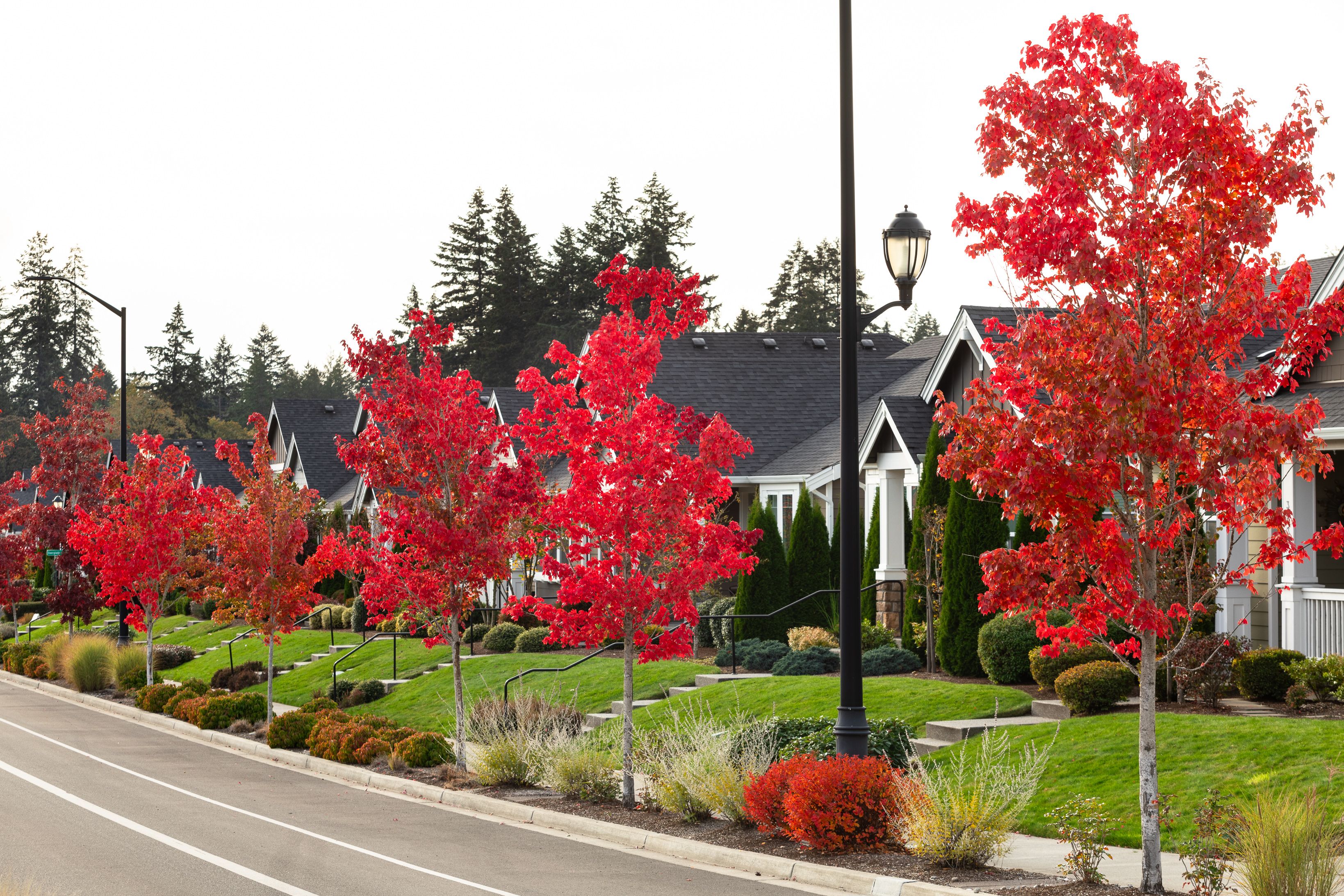 Ovation at Oak Tree Streetscapes Fall Colors...