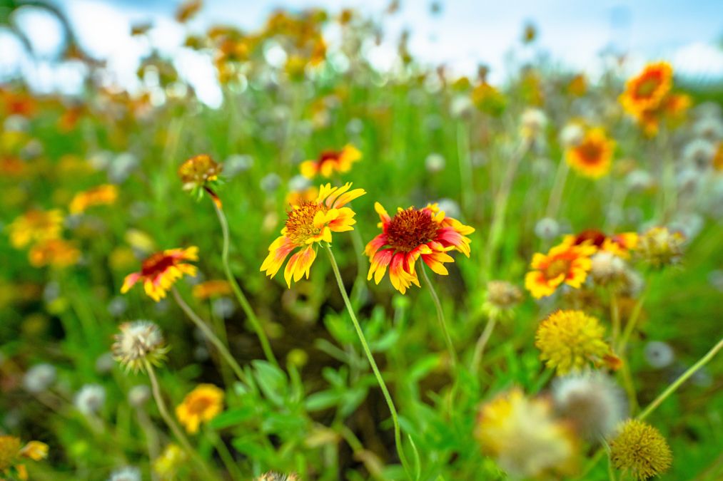 Butterfly Garden - Esplanade Lake Club -...