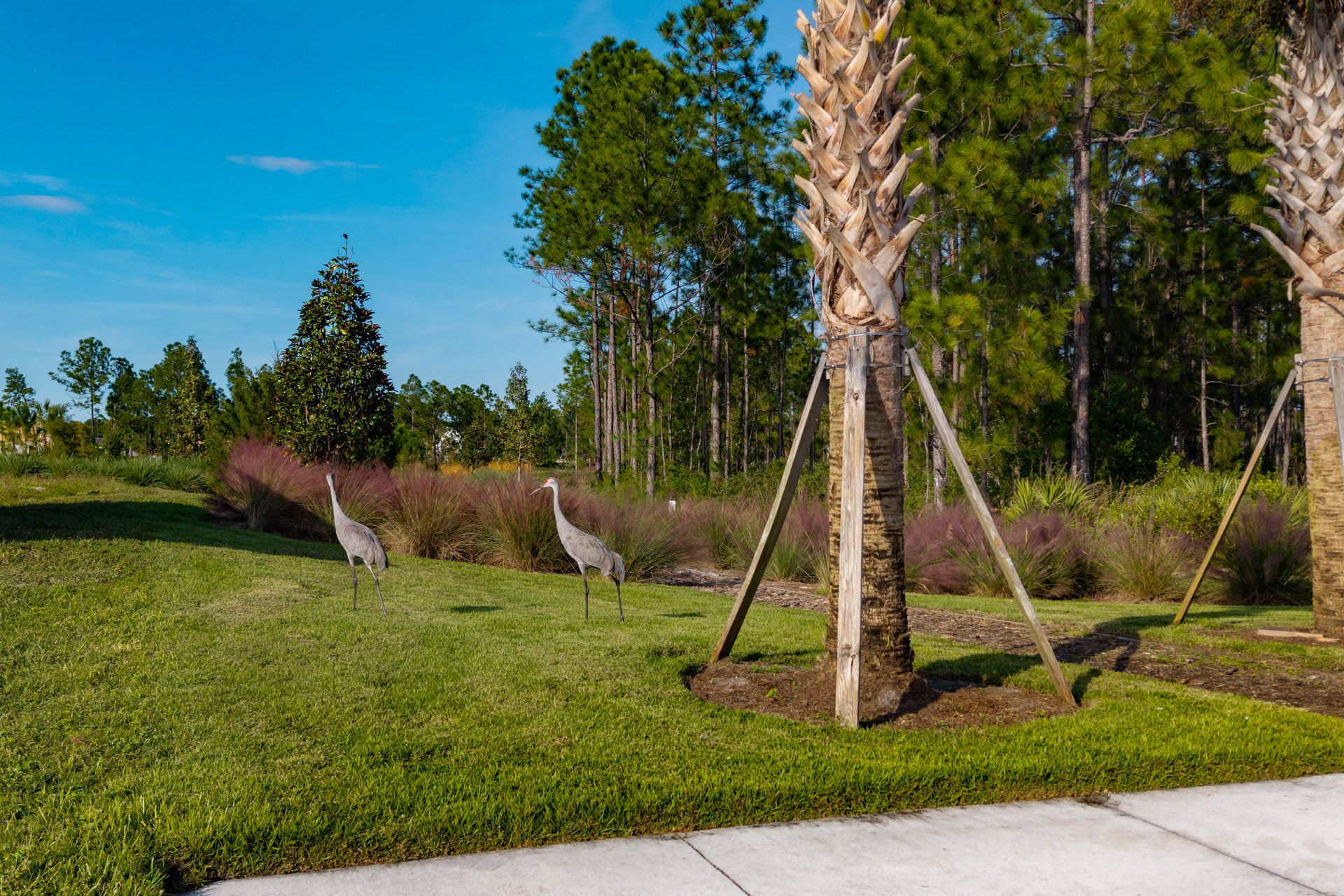 Trinity Gardens in DeLand, FL New Home Community Surrounded by Nature