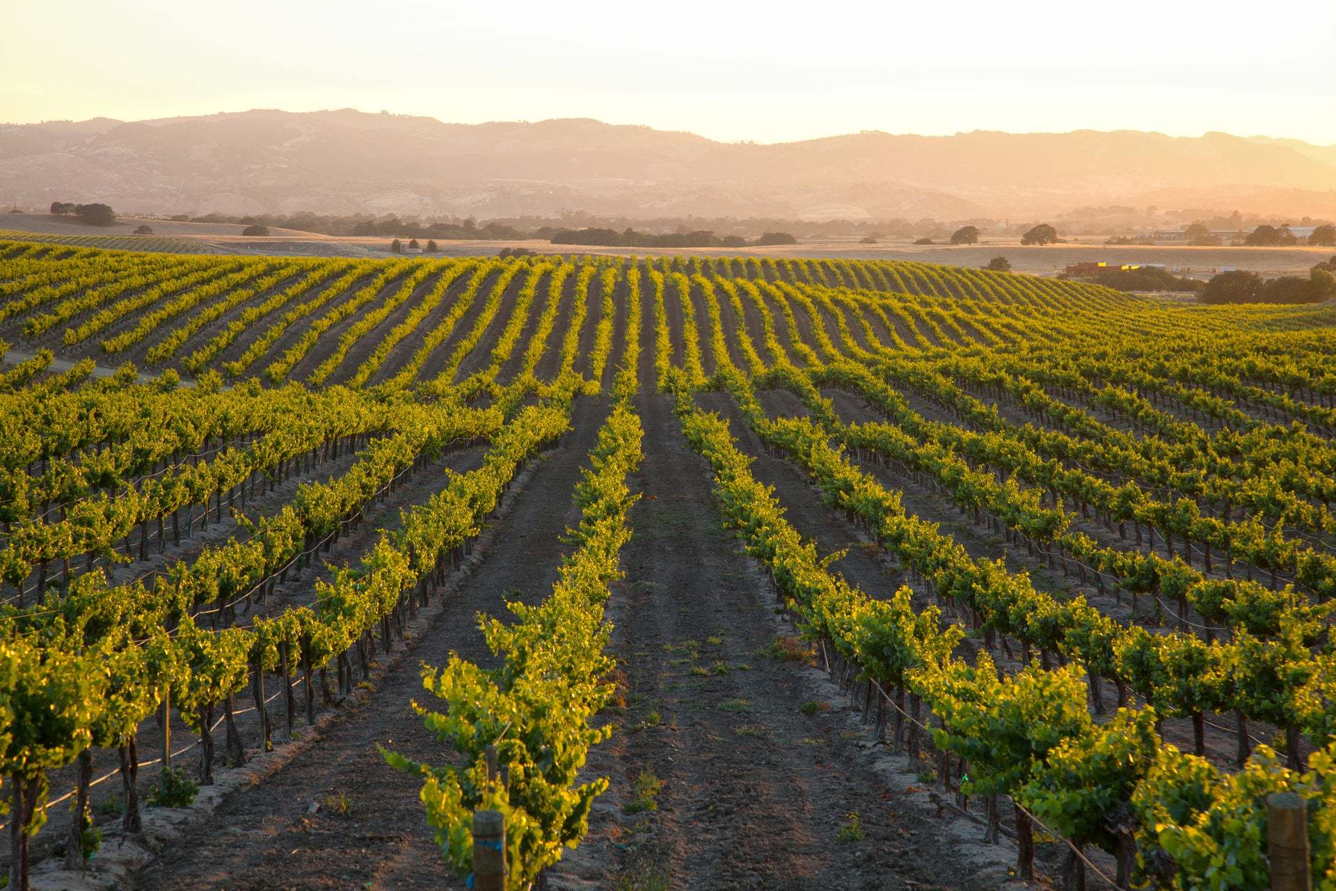 Morada by Trumark Homes | Vineyards | Paso Robles, CA