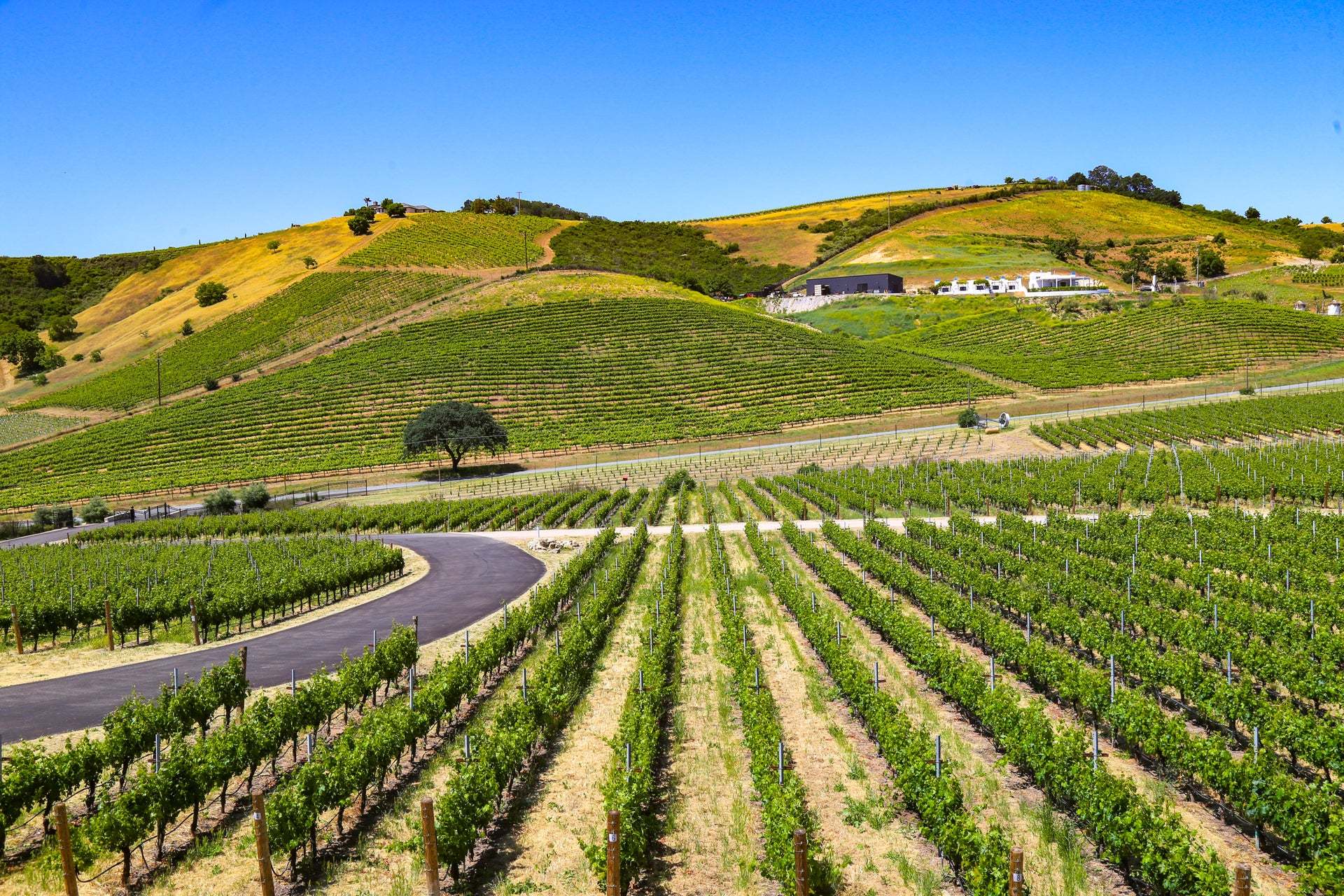 Morada by Trumark Homes | Vineyards | Paso Robles, CA