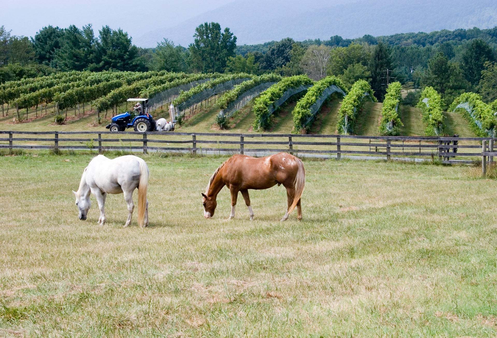 Ocean Breeze | Lifestyle | Ranch