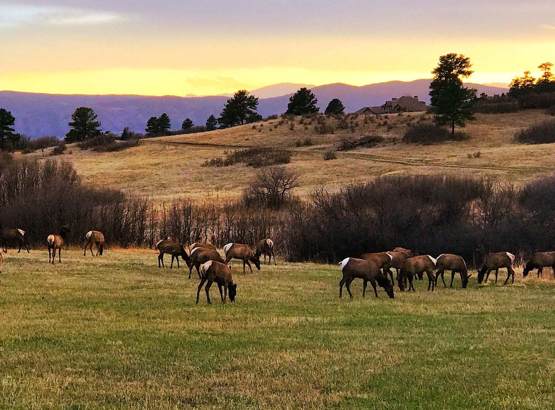 Elk Herd | The Village at Castle Pines