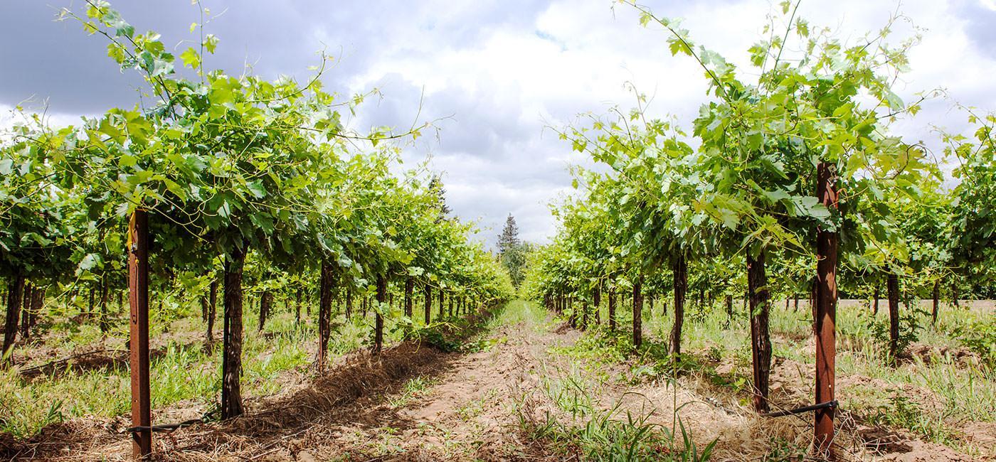 Lodi wine country
