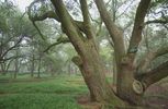 Hitchcock Preserve 55' - Aiken, SC