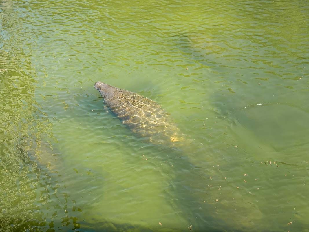 Manatee viewing center near Fairway Pointe Sun City Center, FL by William Ryan Homes Tampa