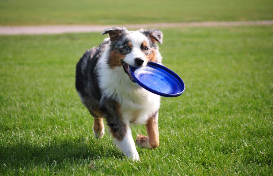 Community Dog Park