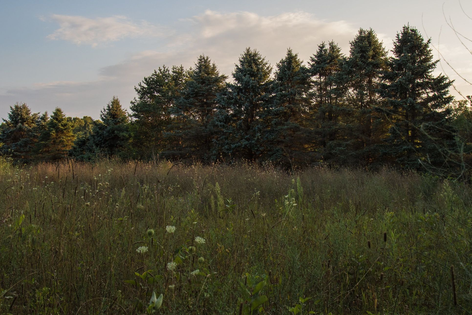 Marshes,49009