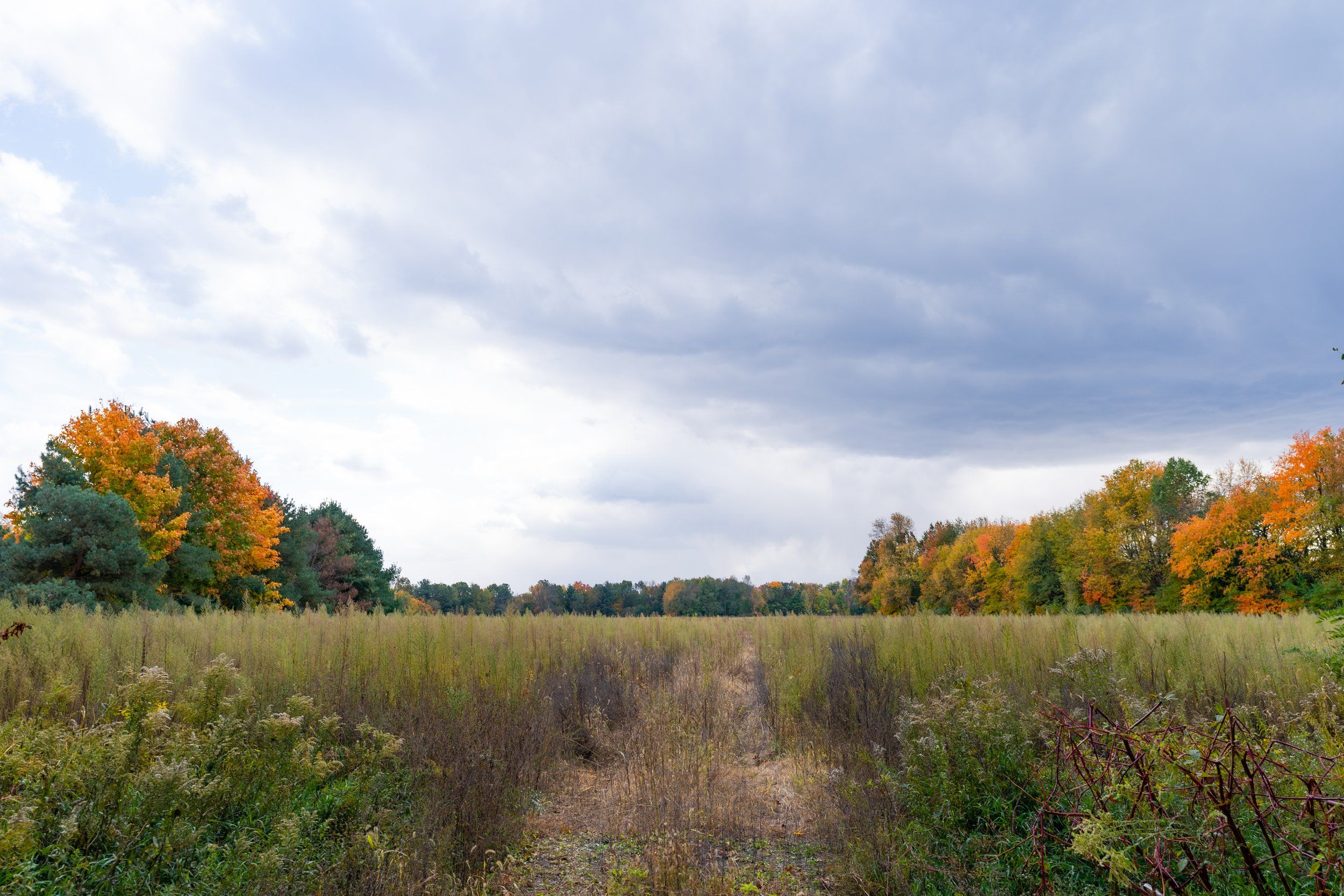 Wild Plum — Avb Homes & Communities,49024