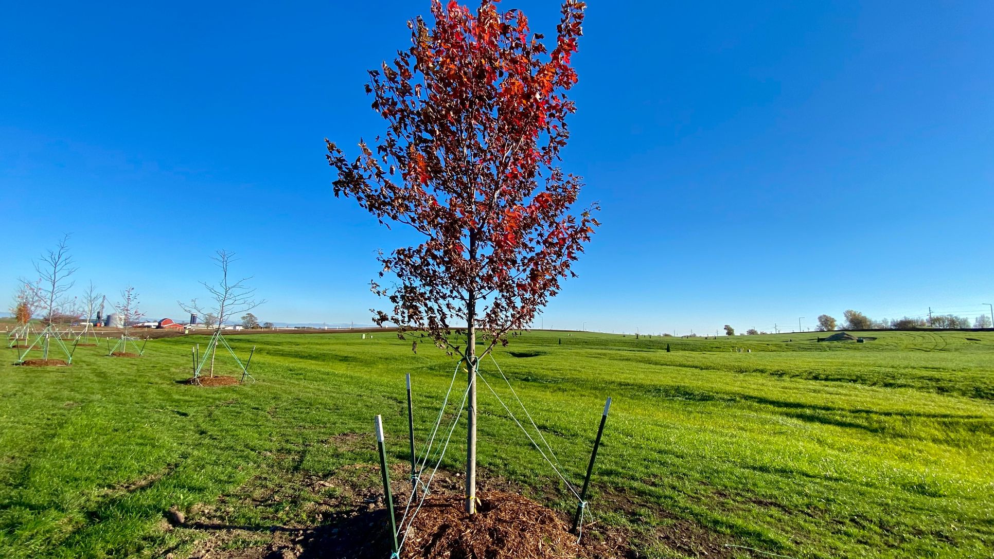 Tanimarah Ridge,53529