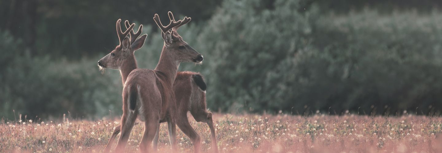 Mountain Vista,86005