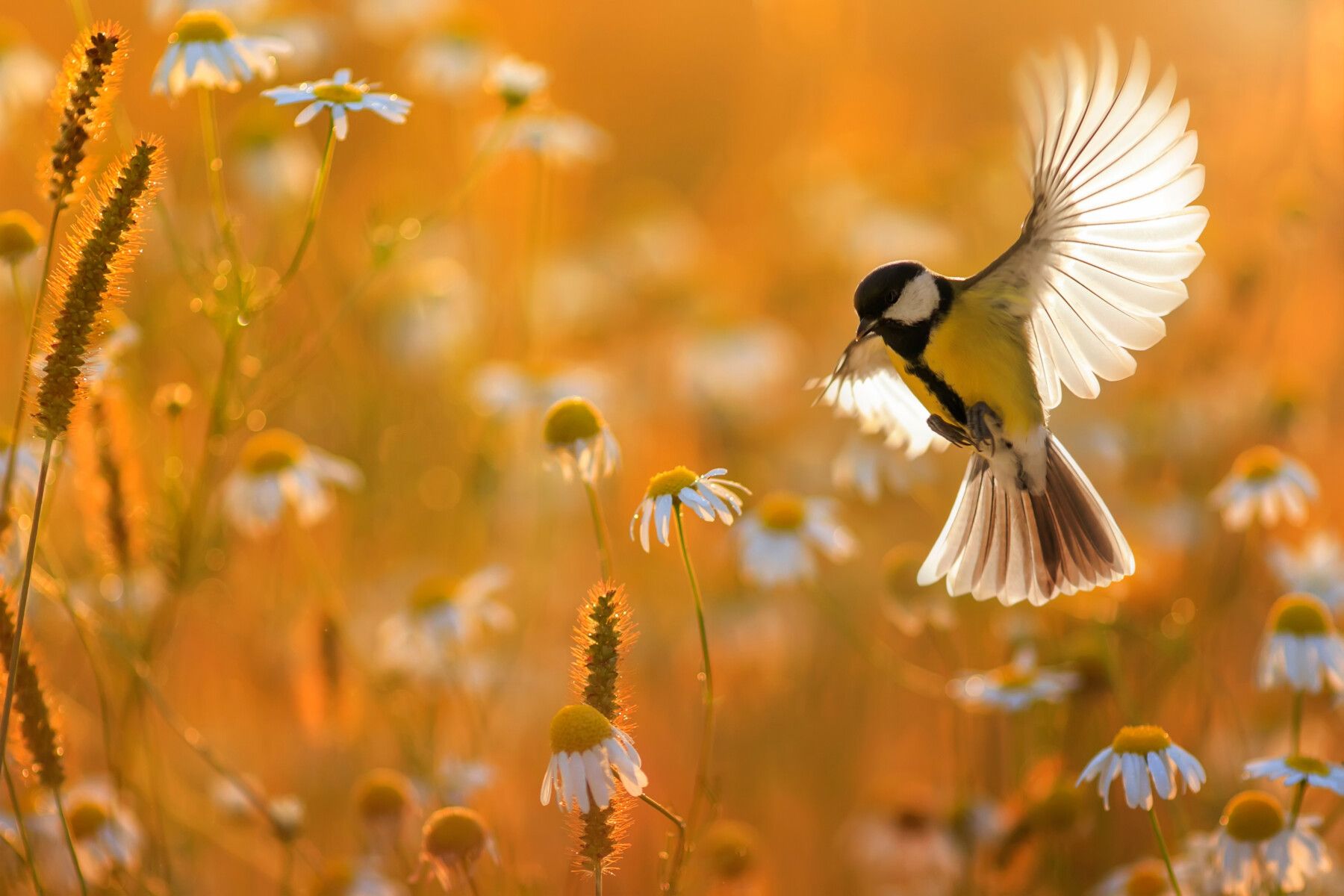 Songbird Gardens,98685