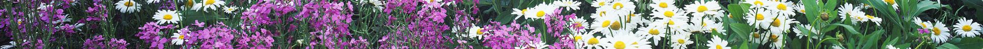 Wildflower Condos,48820