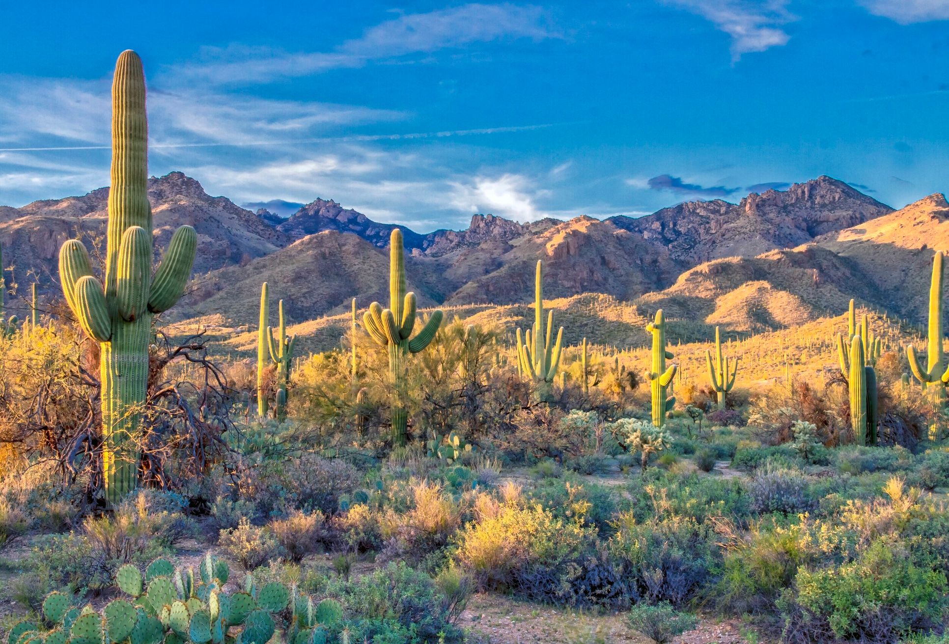 Phoenix,85085