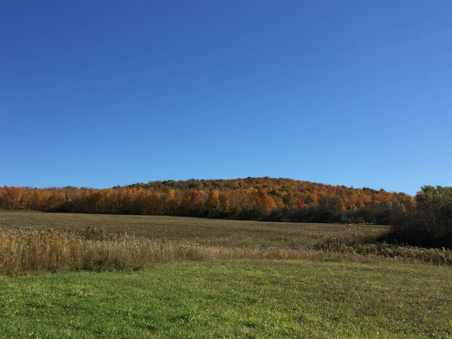 South Meadow,13035