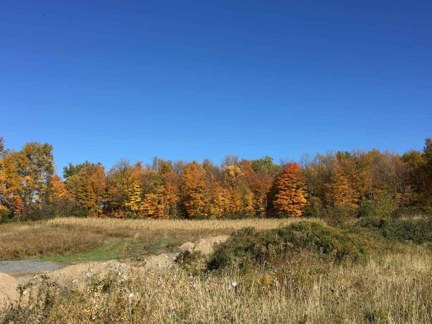 South Meadow,13035