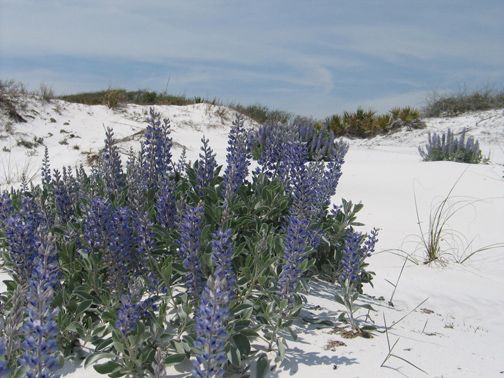Blue Mountain Beach,32578
