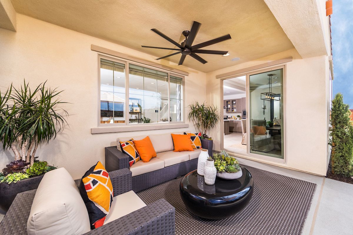 Marigold at New Haven