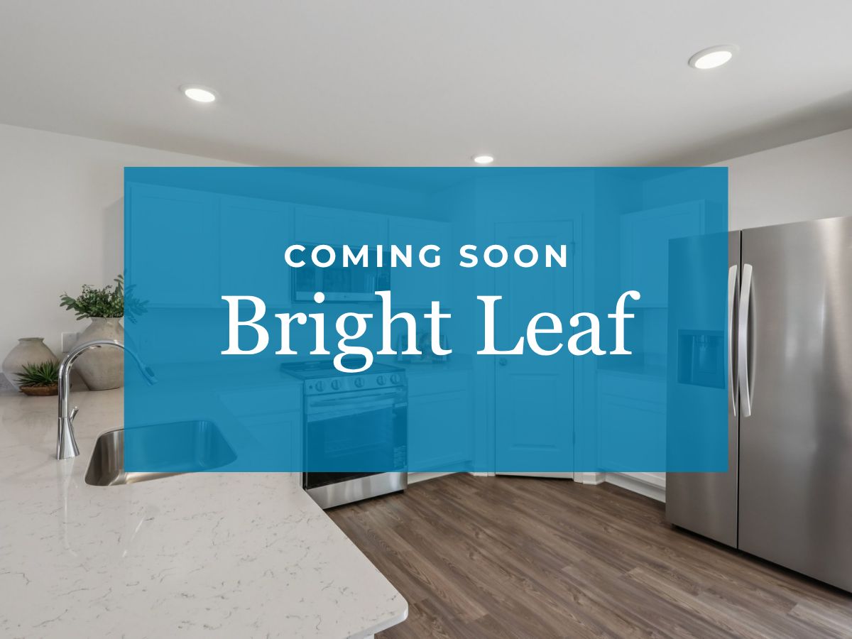 Bright Leaf,27893
