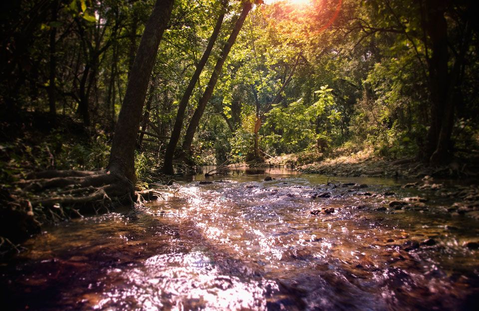 Creek and trees in Sarita Valley