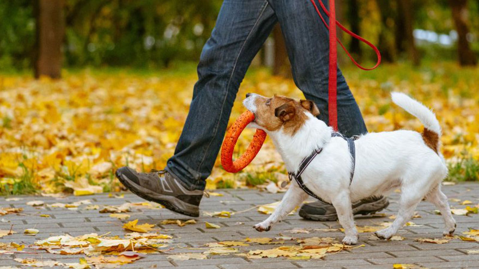 Subdivision Image 3:Subdivision Image 3