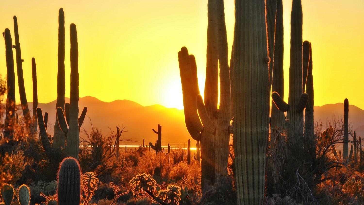 Ocotillo