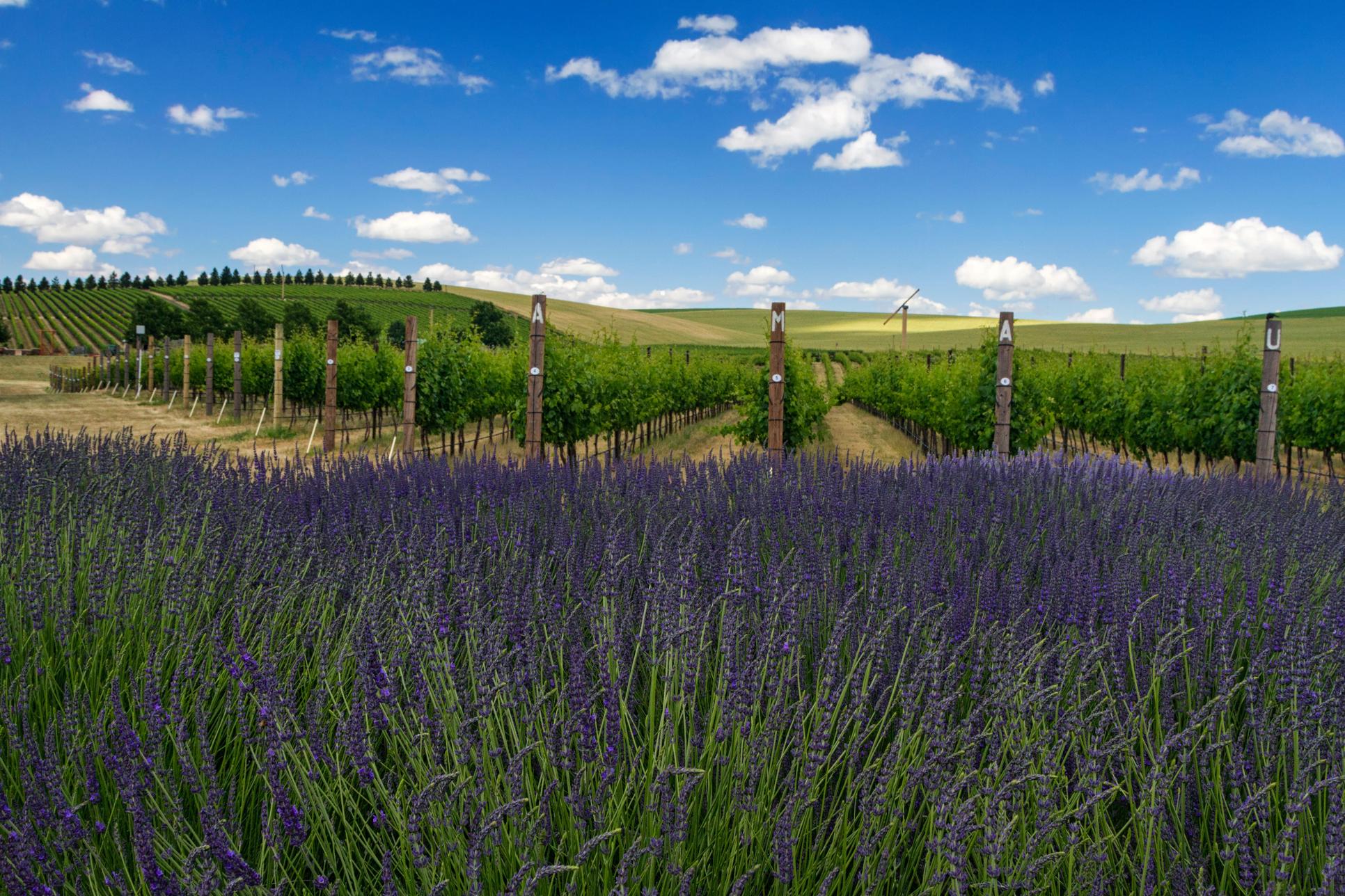 Walla Walla Winery - Provenance 