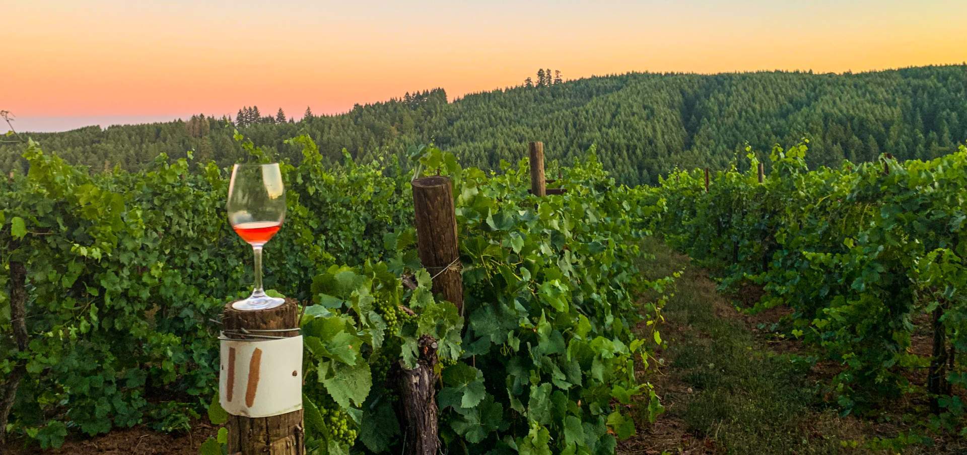 pfeiffer_vineyards JC