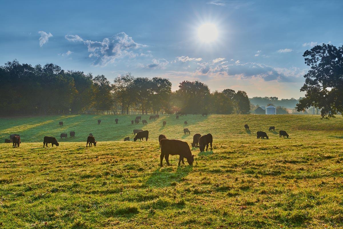 Cattle Grazing in Pasture