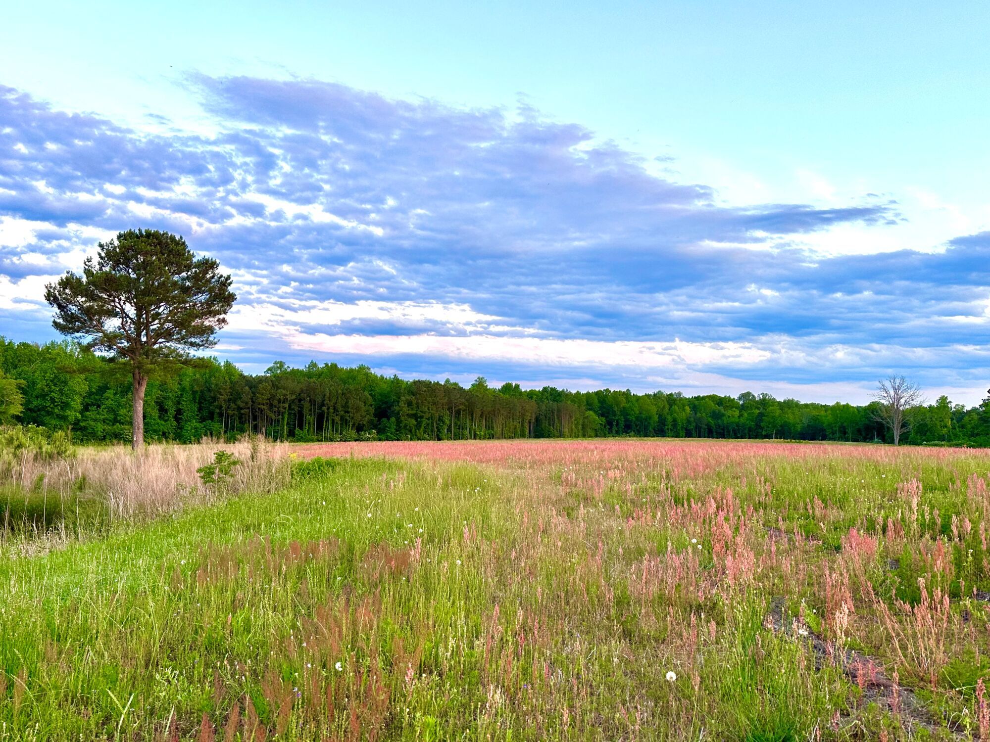 Riverfall in Angier, NC New Homes by Mattamy Homes