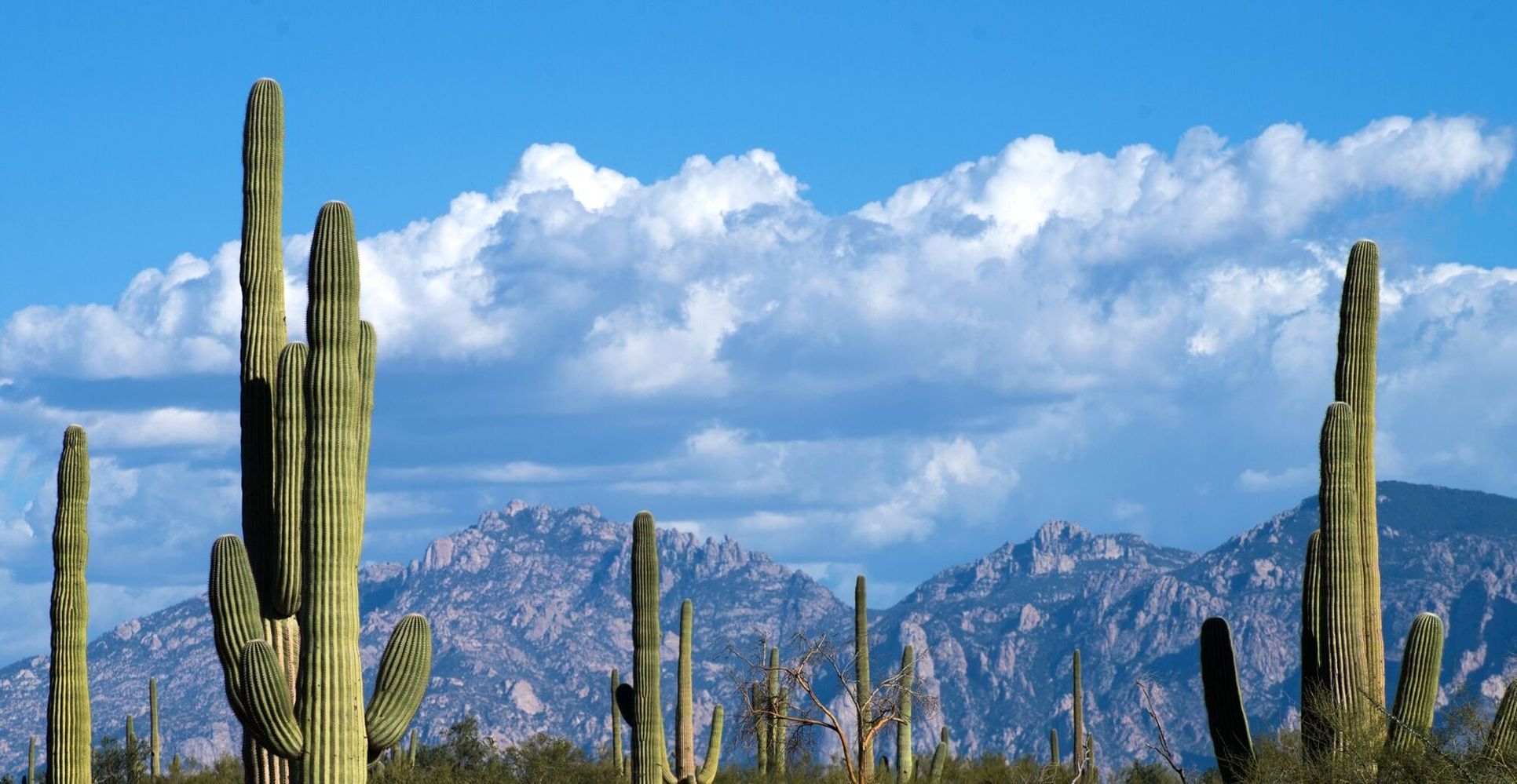 Marana - Saguaro Reserve