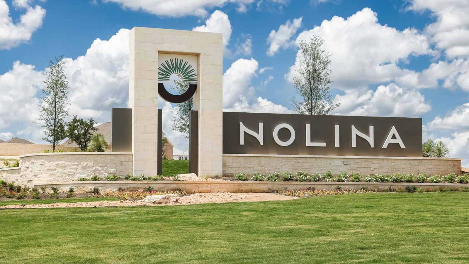 Nolina 60',78633