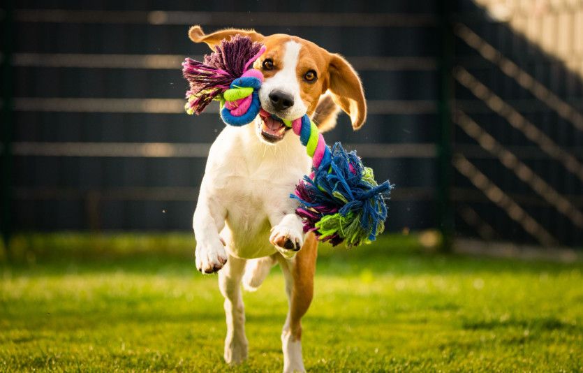 Exterior:Dog Park