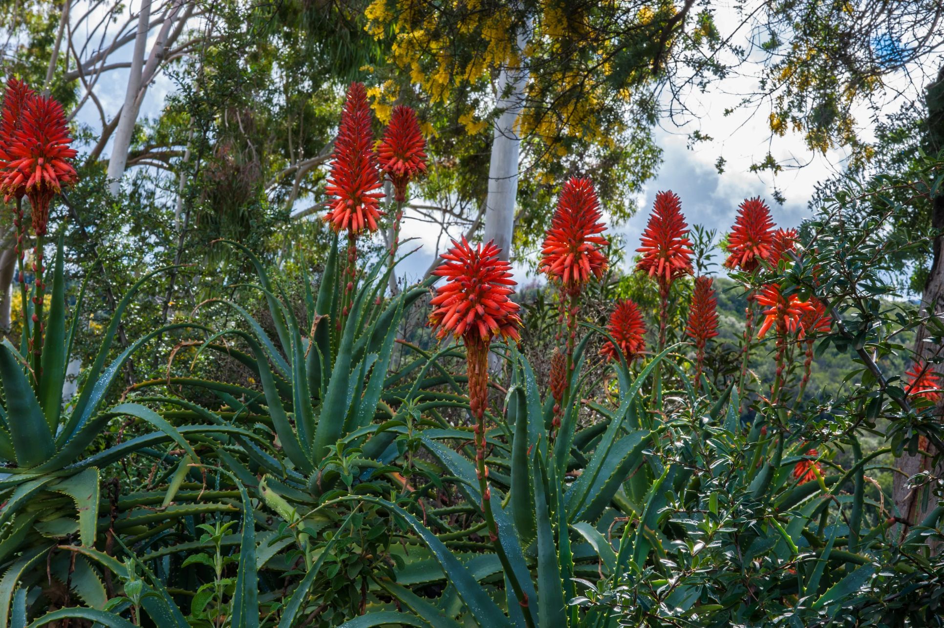 close up of orange succulent flowers