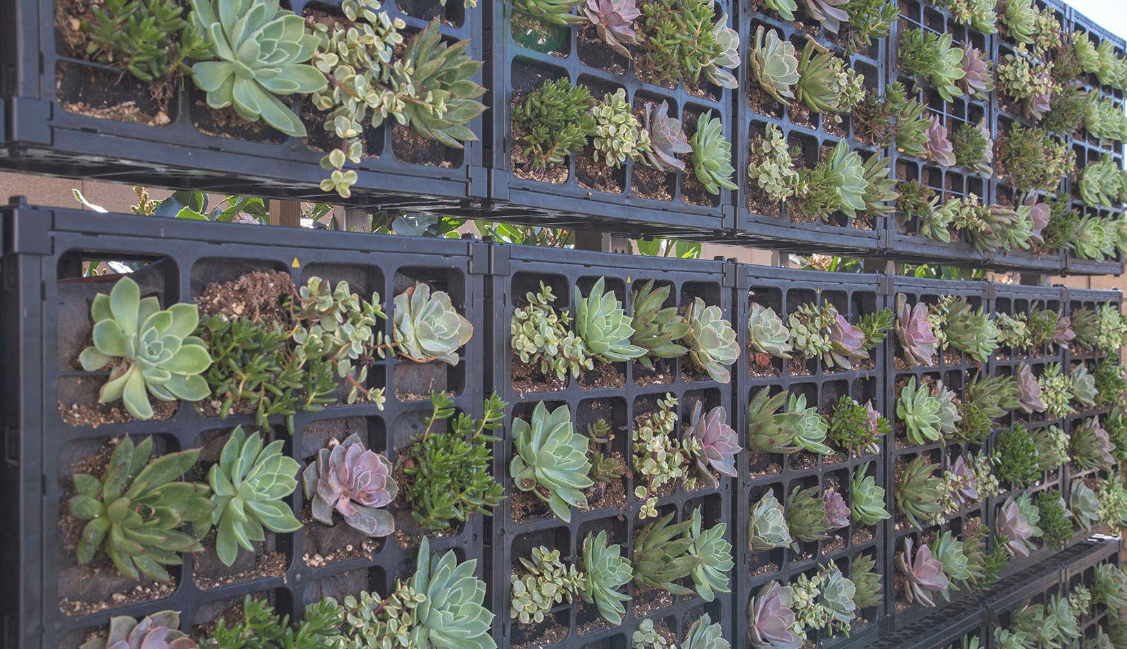 TRI Pointe Grayson Residence 2 Wall Flowers